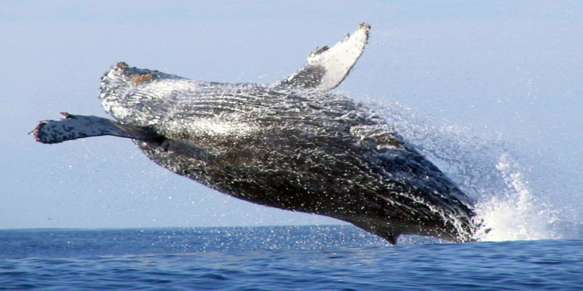 Humpback Whale in Monterey Bay