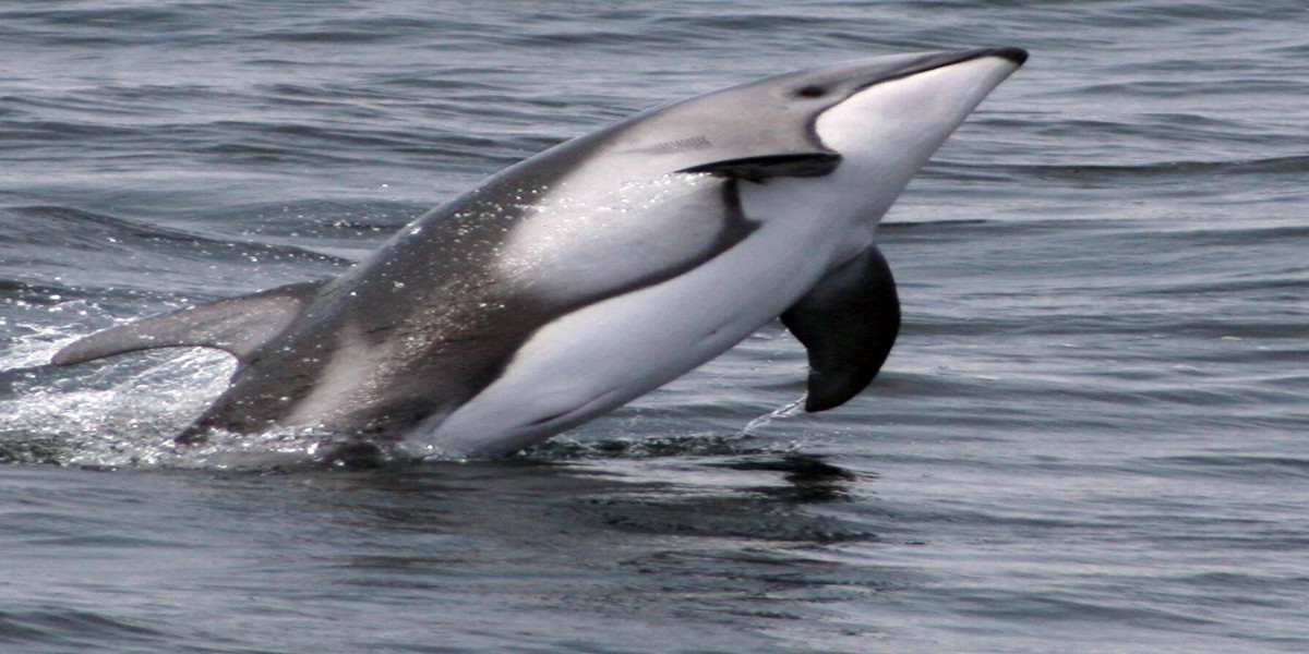 Whale Watching in Monterey